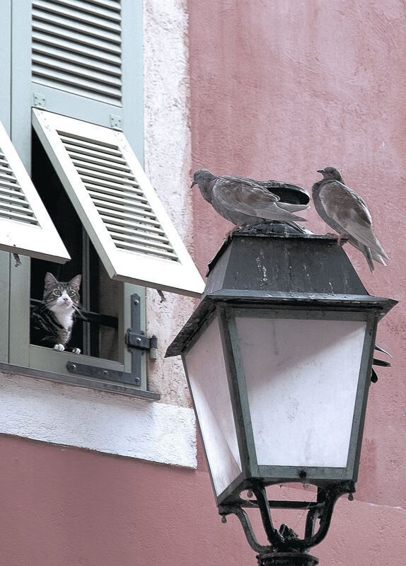 范戴克方向盘后的艺术，当F1赛道上演北欧童话，芬兰精神碾压摩洛哥奇迹