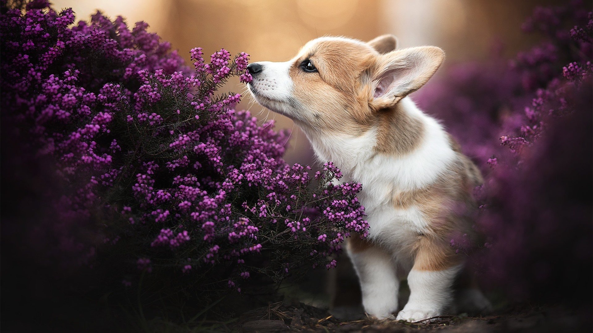 当奇才打破次元壁，辽宁队面前，篮球宇宙的一课