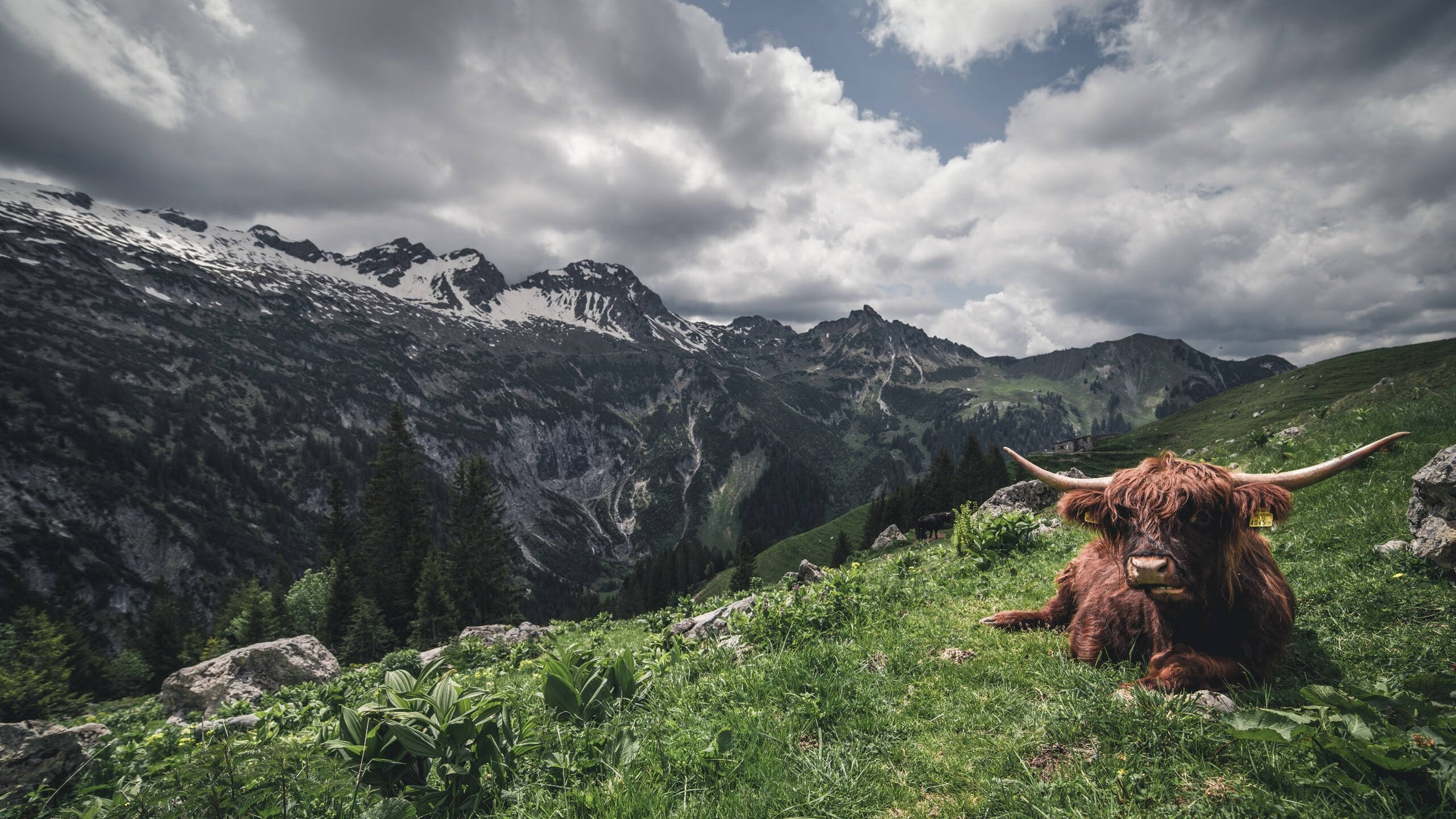 无声的闪电，当戈麦斯一锤定音，德国用四分钟终结美国人的世界杯之梦