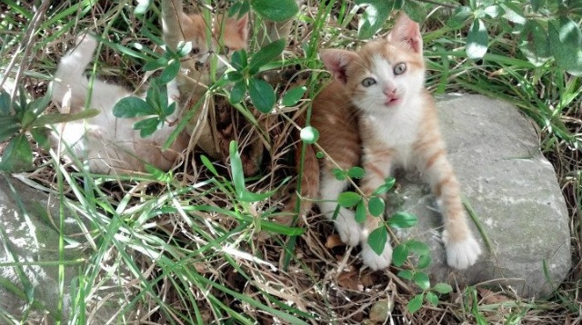 节奏大师哈利伯顿,吉林如何用反常规篮球击沉上海巨舰