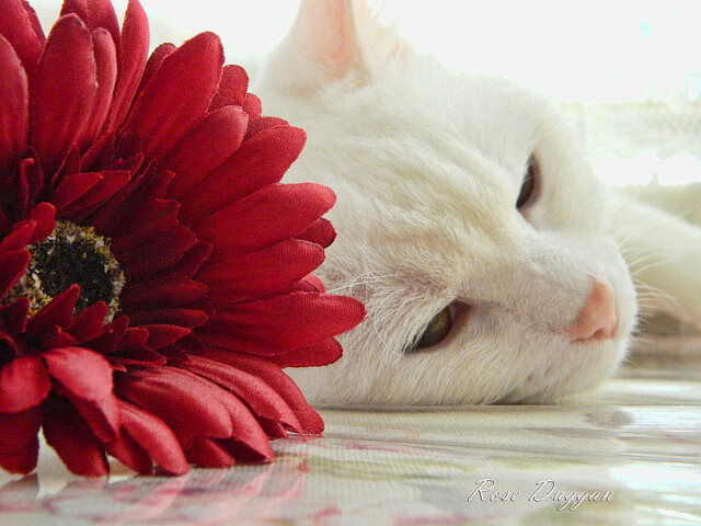 铁血与黎明,从吉林逆袭到爱德华兹接管,时代更替的铁证