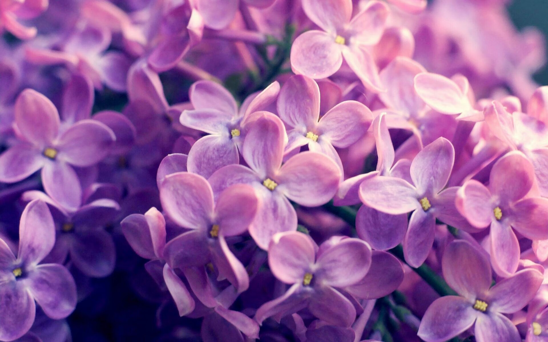 东瀛火炮轰塌床单军团，罗德里戈化身关键先生一剑封喉