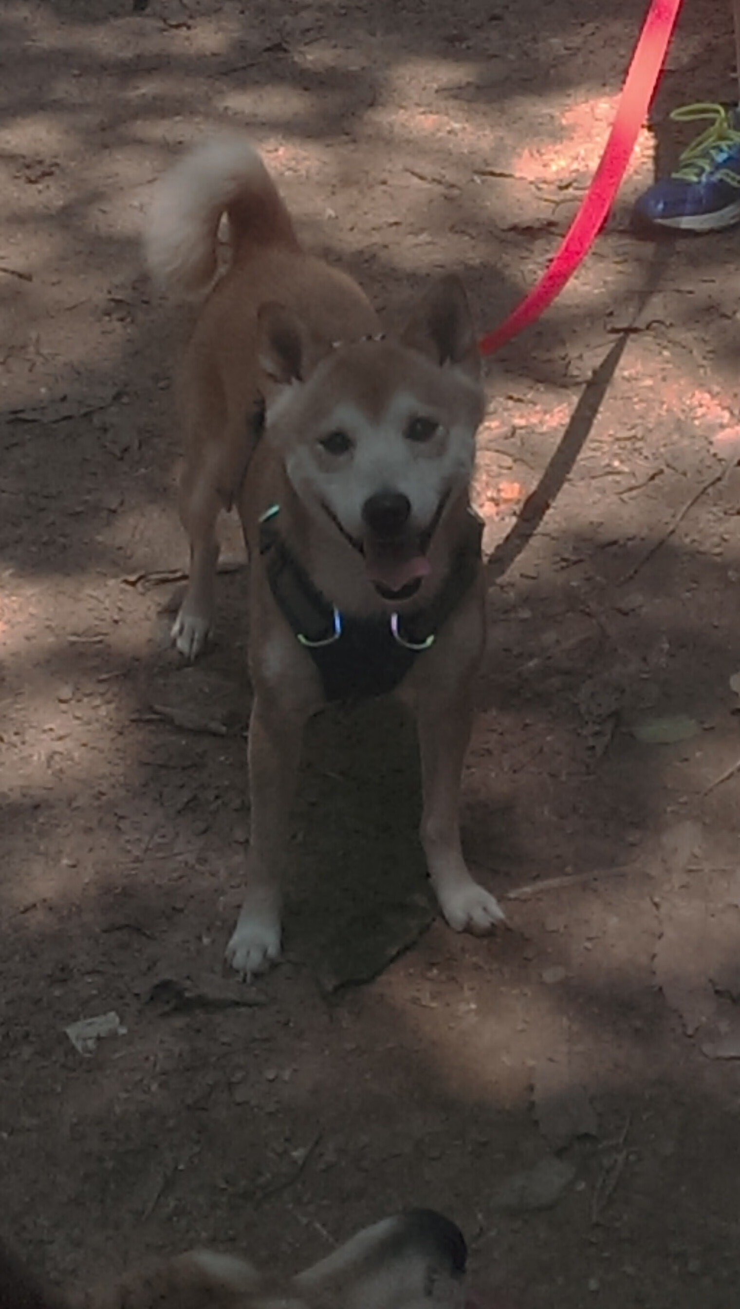 东瀛火炮轰塌床单军团，罗德里戈化身关键先生一剑封喉