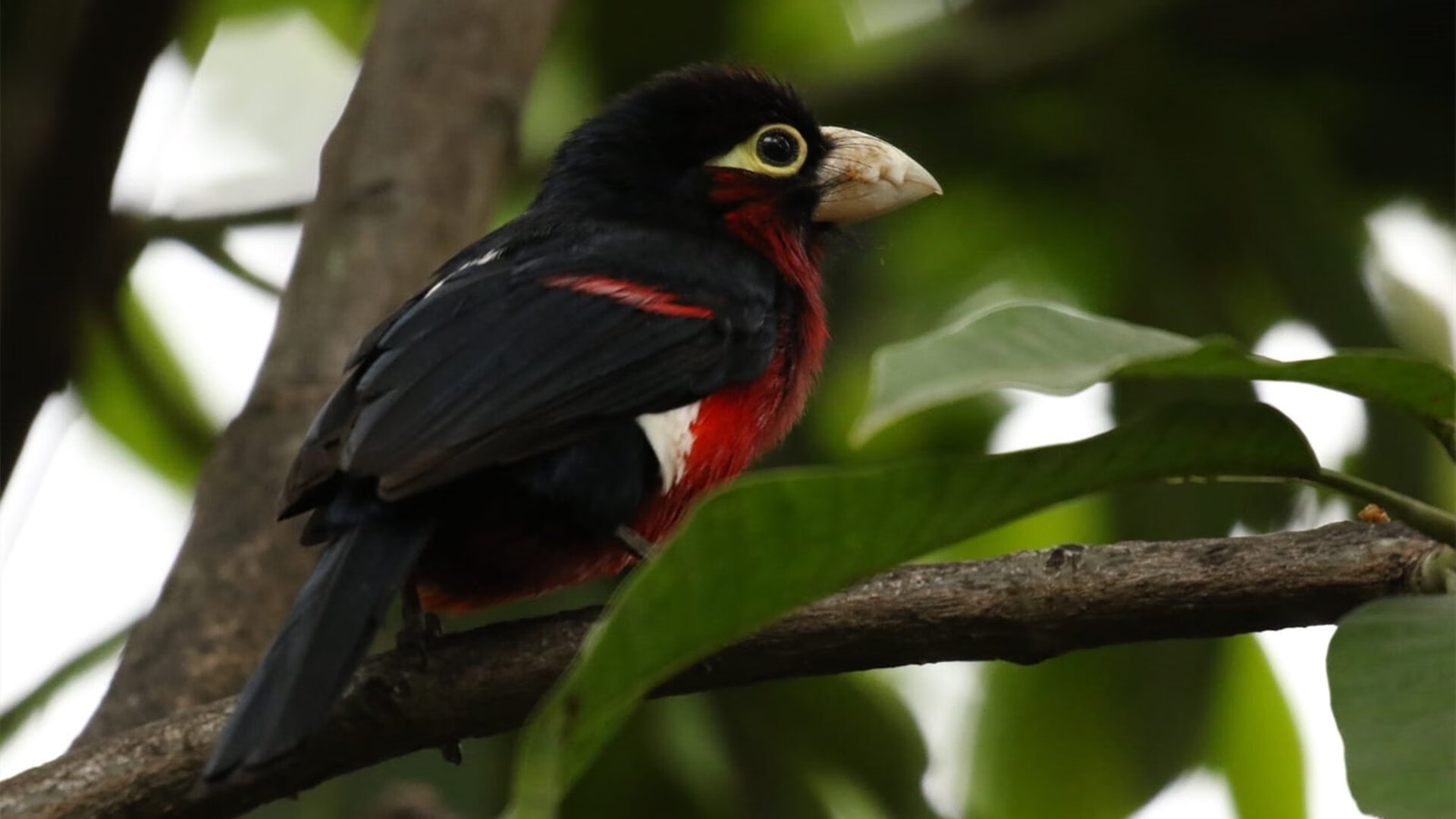 当德布劳内绽放，厄瓜多尔的胜利诠释足球的韧性密码